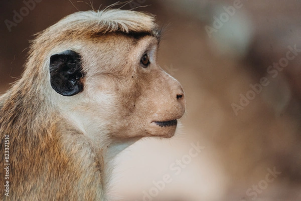 Fototapeta monkey portrait in sri lanka