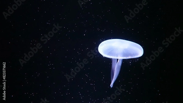 Fototapeta 水族館のクラゲ