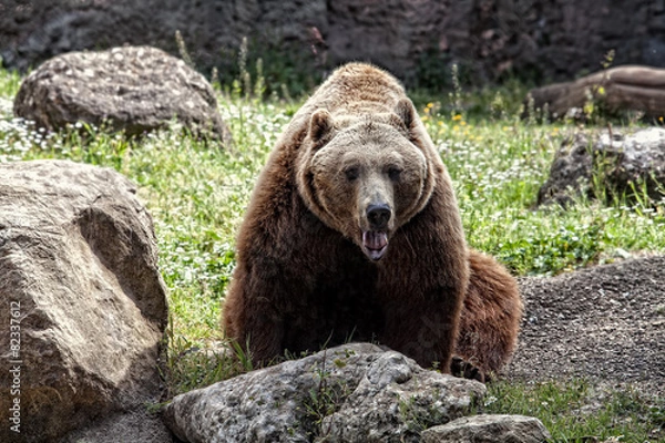 Fototapeta orso bruno