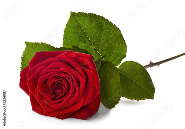 Fototapeta red rose with stem