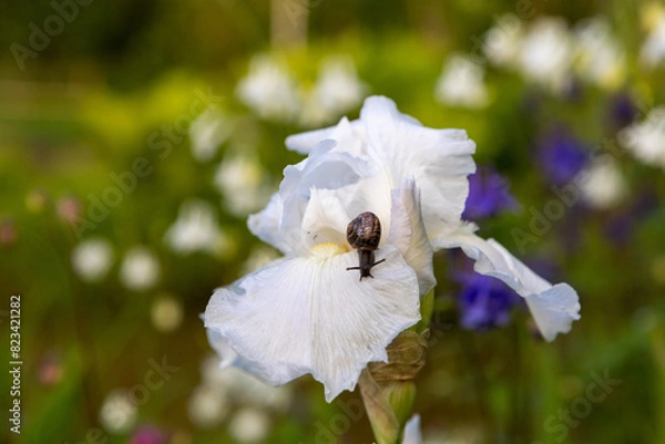 Fototapeta A garden snail with a brown shell sits on a white flower.Beautiful white iris blooms in the garden. Close-up of a macro-slug-mollusk sitting on a petal.