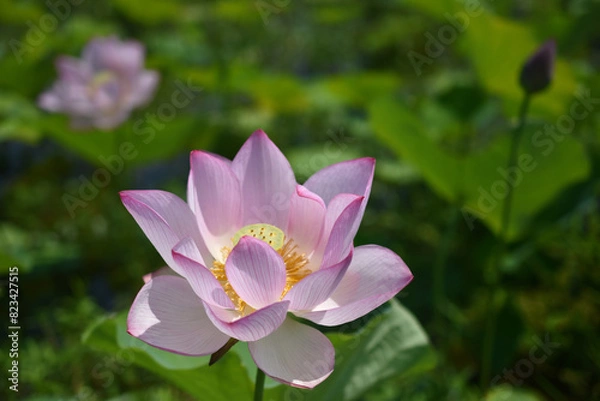 Fototapeta 夏の朝に咲いた清らかな蓮の花