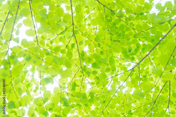 Fototapeta カツラの葉