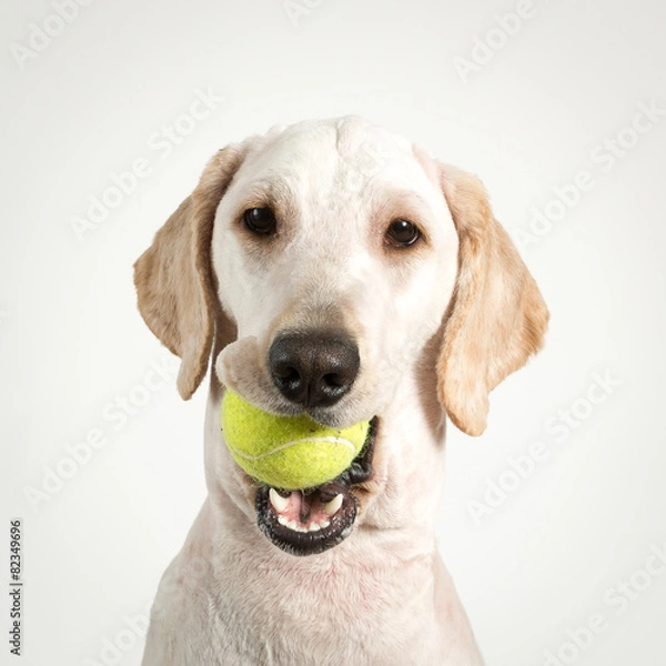 Obraz Dog tennis.