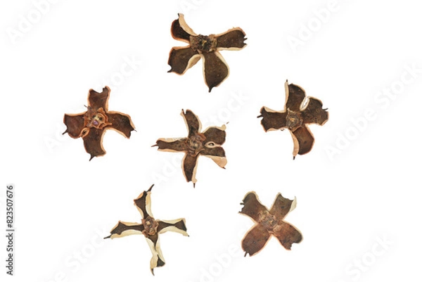 Fototapeta Dry flower and pine cone isolated on a transparent background