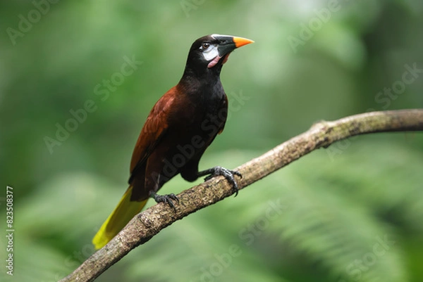 Obraz Wildlife Costa Rica. Montezuma Oropendola, Psarocolius montezuma, portrait of exotic bird from Costa Rica, brown bird with black head and orange bill. Perched bird in natural habitat.
