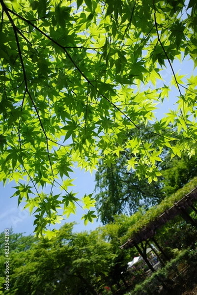 Fototapeta 新緑のモミジと緑に覆われた屋根