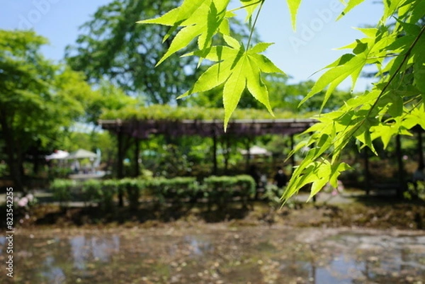 Fototapeta 新緑の季節に池から見るあずまや