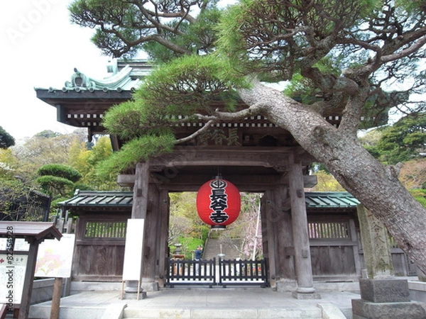 Obraz 鎌倉　長谷寺