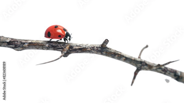 Fototapeta Ladybug on a branch