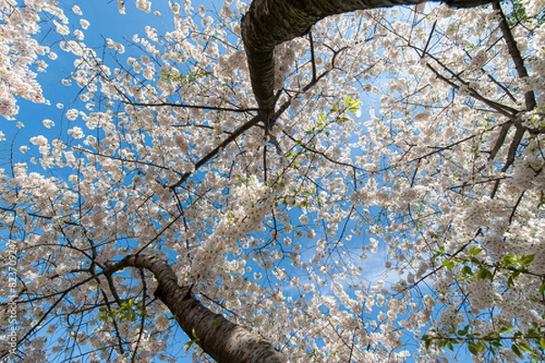 Obraz Looking upwards into blooming cherry blossom trees. 