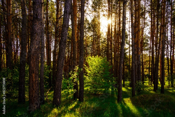 Fototapeta Sunbeams streaming through the pine trees and illuminating the young green foliage on the bushes in the pine forest in spring.