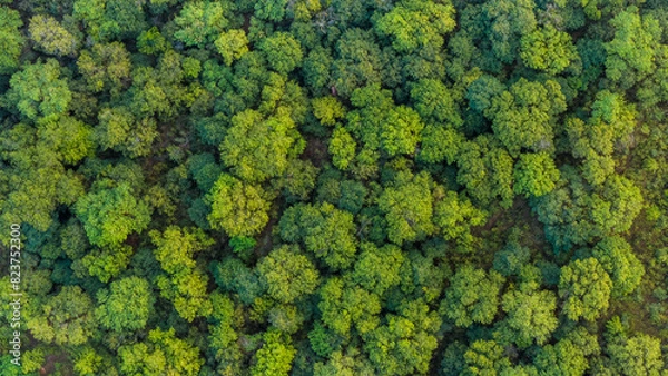 Fototapeta Aerial View of Lush Green Forest in Summer, Africa