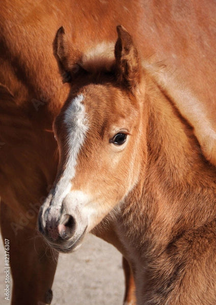 Obraz Pferdekinder 3