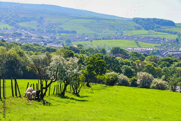 Fototapeta Spring lambs in Yorkshire