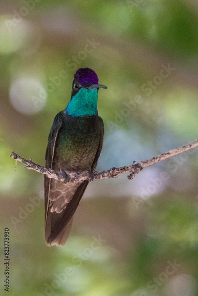 Obraz Rivoli's Hummingbird