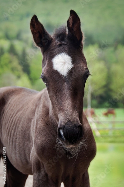 Obraz Pferdekinder 6