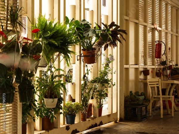 Obraz plants on a wall