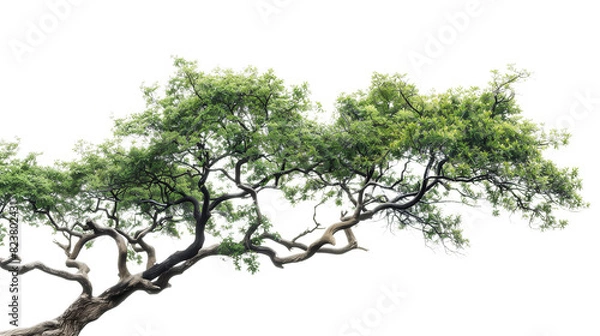 Fototapeta Tree branching on the side isolated on transparent background.