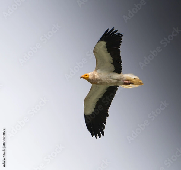 Obraz Alimoche comun