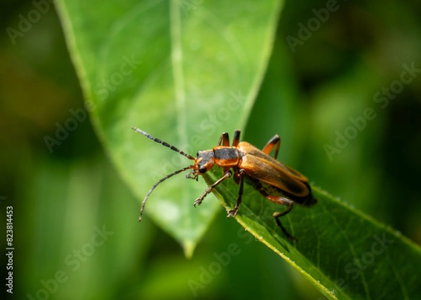Fototapeta Margined Leatherwing Beetle Chauliognathus marginatus crawling up a green leaf Horizontal macro photo with copy space