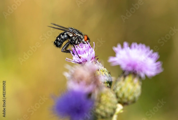 Obraz the most beautiful flowers