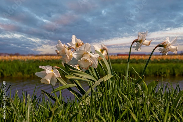 Obraz the most beautiful flowers