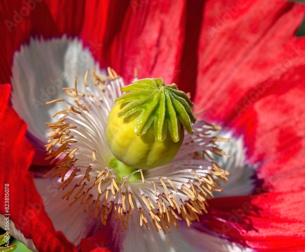 Obraz the most beautiful flowers