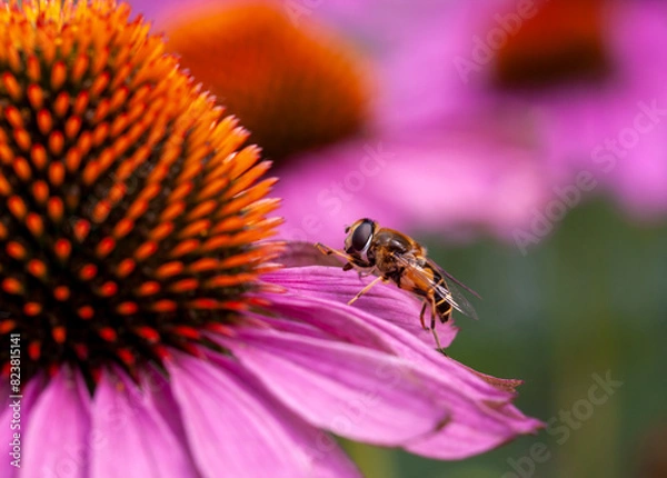 Obraz the most beautiful flowers