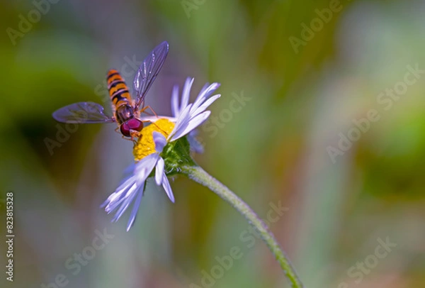 Obraz the most beautiful flowers