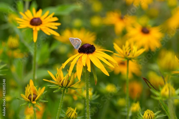 Obraz the most beautiful flowers