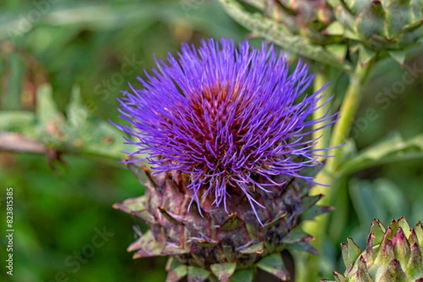 Obraz the most beautiful flowers