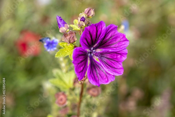 Obraz the most beautiful flowers