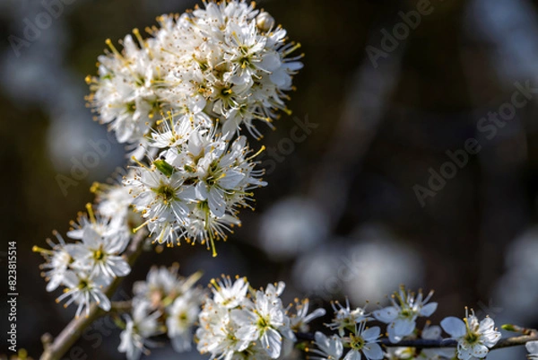 Obraz the most beautiful flowers