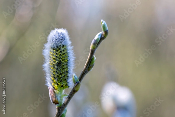 Obraz the most beautiful flowers