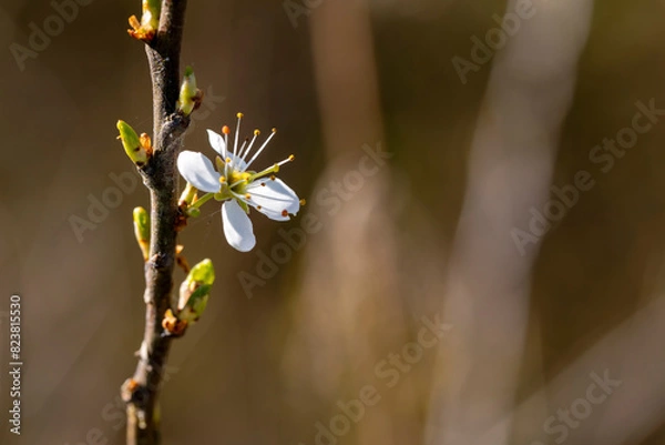 Obraz the most beautiful flowers