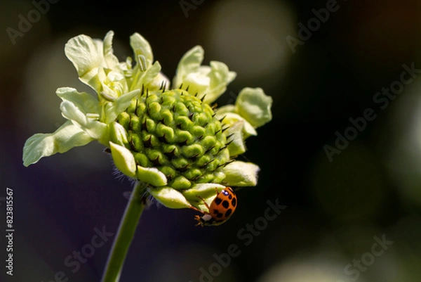 Fototapeta the most beautiful flowers