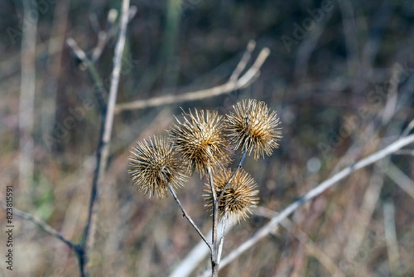 Obraz the most beautiful flowers