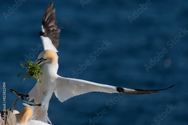 Fototapeta Gannet