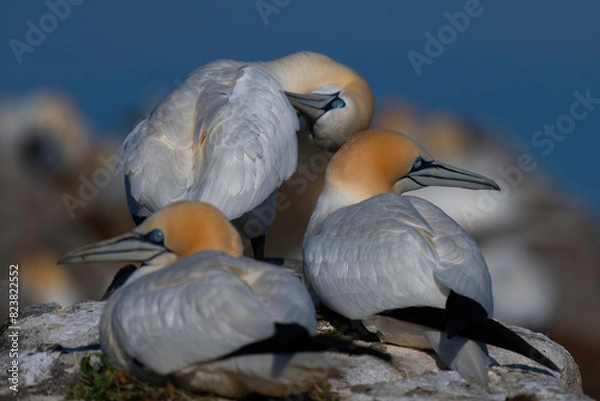 Fototapeta Gannets