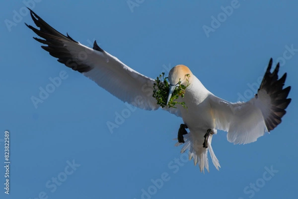 Fototapeta Gannet