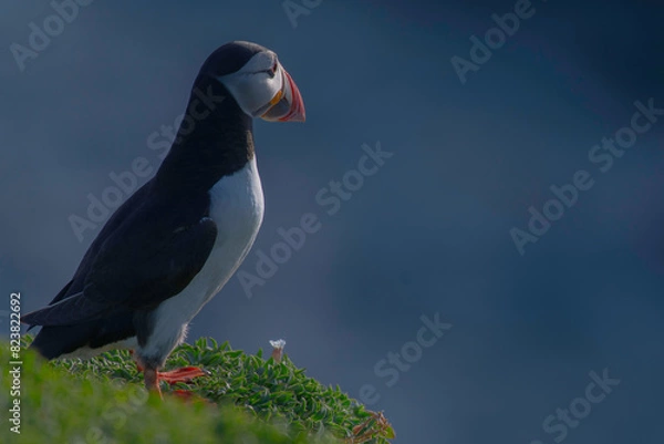 Fototapeta Puffins