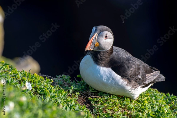 Fototapeta Puffins