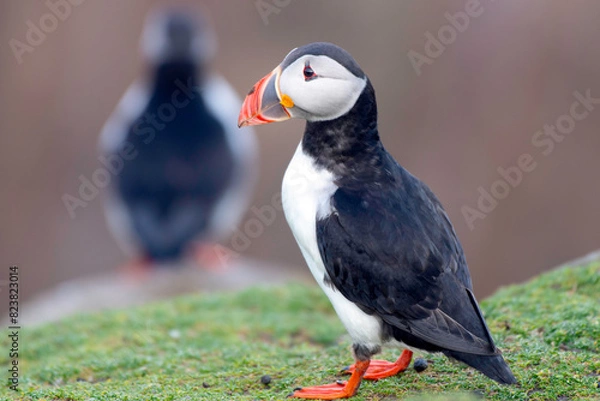 Fototapeta Puffins