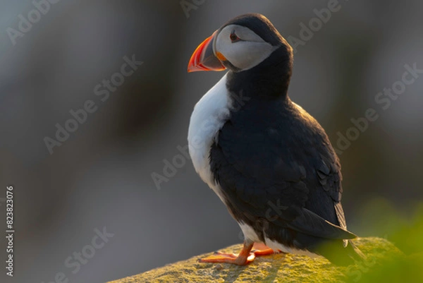Fototapeta Puffins