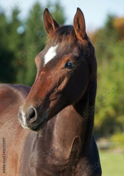 Obraz Pferdekinder 10