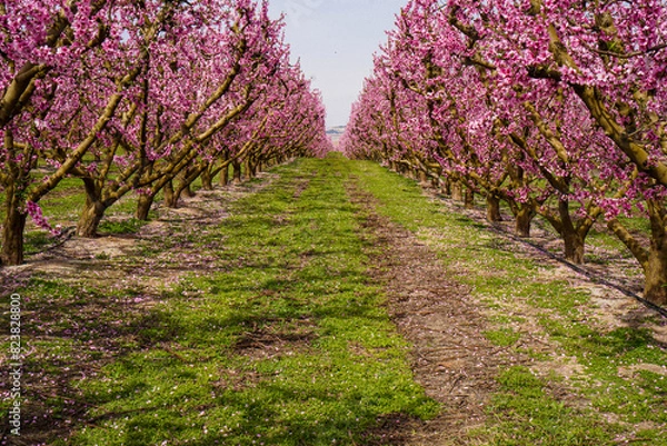 Obraz Vibrant Spring Scenery
