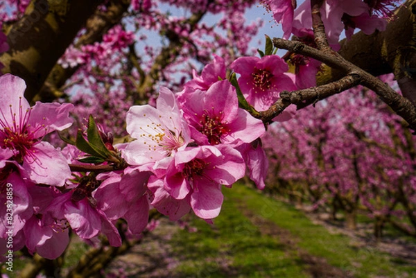 Obraz Vibrant Spring Scenery