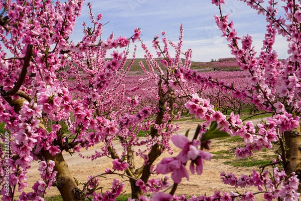 Obraz Vibrant Spring Scenery