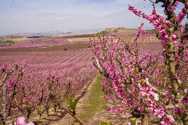 Obraz Vibrant Spring Scenery
